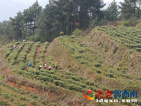 圖為茶農們正在采摘茶葉.jpg