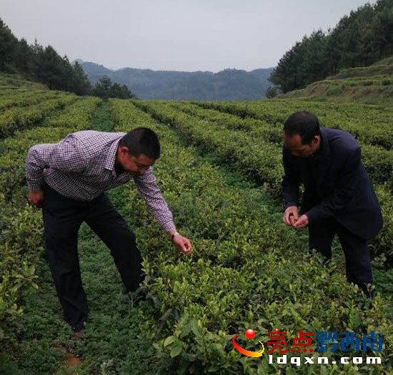 圖為李邦勇在花園與茶農們研討茶葉的長勢0.jpg